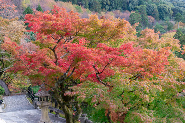 istock autumn leaves in japan. 1078279276