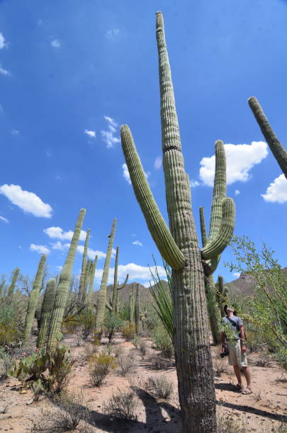 istock Saguaro National Park, Arizona, USA 1078280542