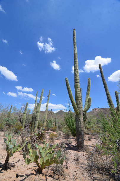 Saguaro National Park, Arizona, USA Saguaro National Park, Arizona, USA tucson christmas stock pictures, royalty-free photos & images