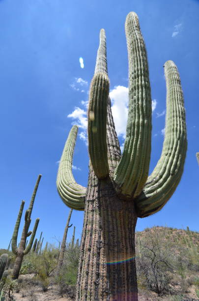 Saguaro National Park, Arizona, USA Saguaro National Park, Arizona, USA tucson christmas stock pictures, royalty-free photos & images