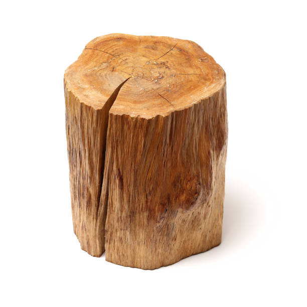 istock Log Wood isolated on a white background 1078281682