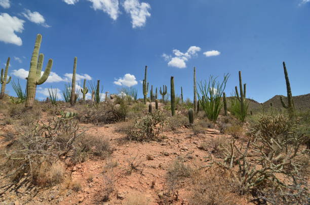 Saguaro National Park, Arizona, USA Saguaro National Park, Arizona, USA tucson christmas stock pictures, royalty-free photos & images