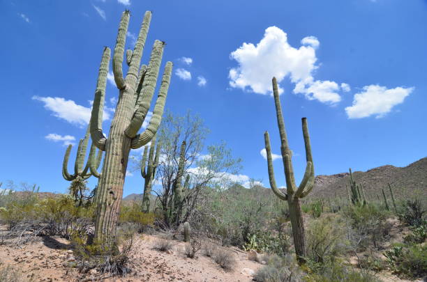 Saguaro National Park, Arizona, USA Saguaro National Park, Arizona, USA tucson christmas stock pictures, royalty-free photos & images