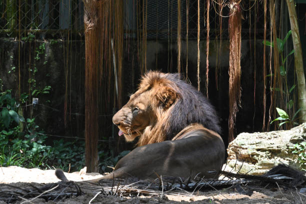 istock East-African Lion 1078282160