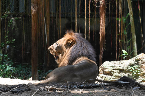 istock East-African Lion 1078282192