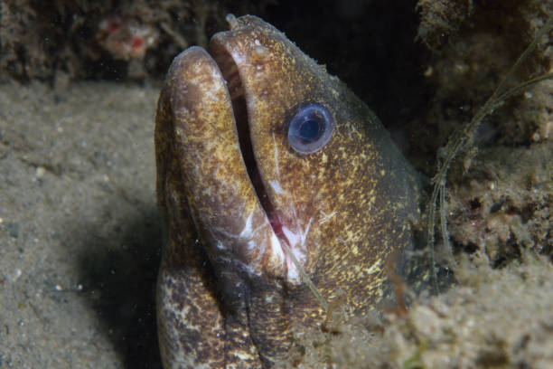 istock Highfin Moray Eel with fish hook, Queensland, Australia 1078282388