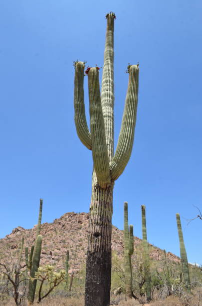 Saguaro National Park, Arizona, USA Saguaro National Park, Arizona, USA tucson christmas stock pictures, royalty-free photos & images