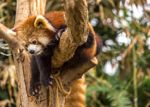The red panda is a mammal native to the eastern Himalayas and southwestern China.  The wild population is estimated at fewer than 10,000 mature individuals and continues to decline due to habitat loss and fragmentation, poaching, and inbreeding depression.