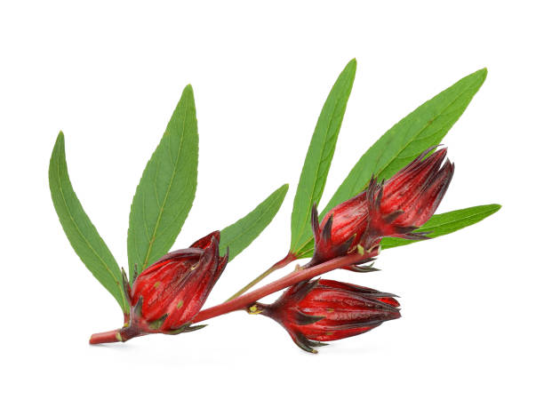 fresh roselle with leaf isolated on white background - pink rose flower color image imagens e fotografias de stock