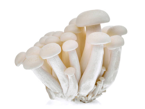 shimeji mushroom or white beech mushrooms isolated on white background shimeji mushroom or white beech mushrooms isolated on white background buna shimeji stock pictures, royalty-free photos & images