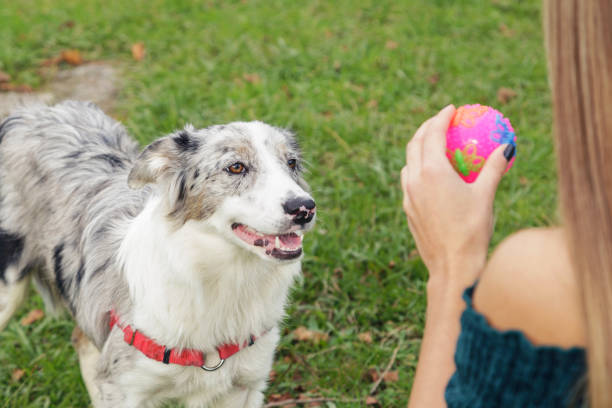 istock Six month old border collie she dog. 1078289030