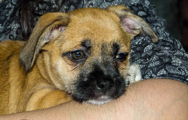 istock Toto the dog 1078289066