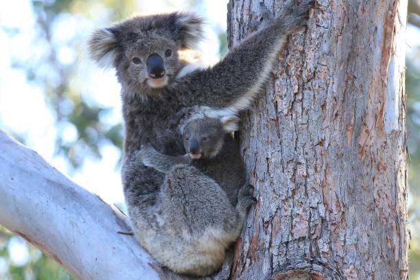 istock Koala and baby joey in a tree 1078290894