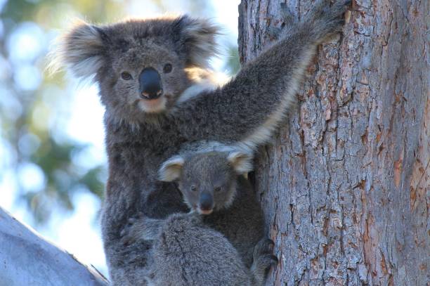 istock Koala and baby joey in a tree 1078290904