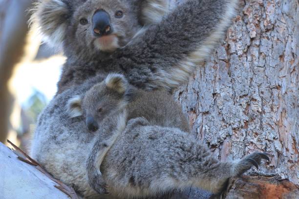 istock Baby koala asleep on it's mother 1078293068