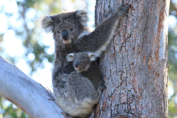 istock Koala and baby joey in a tree 1078293080