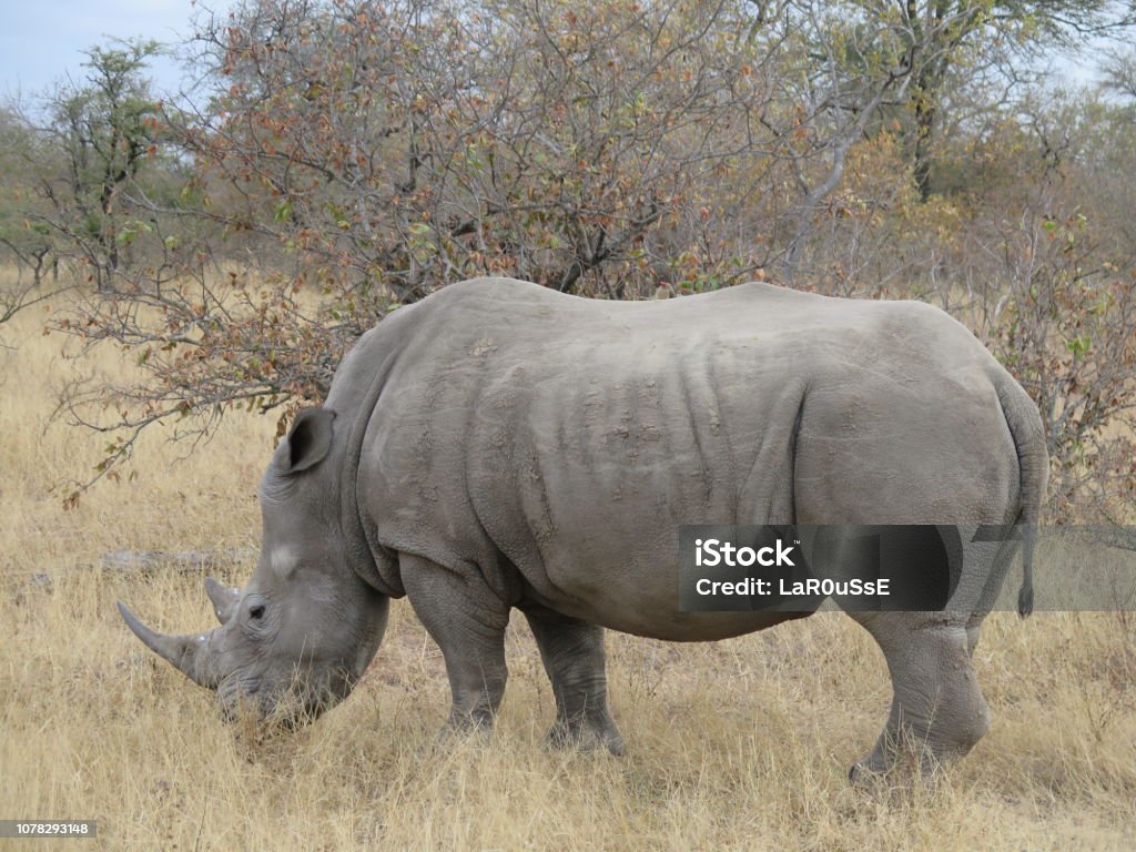 Rhinoceros Africa Stock Photo
