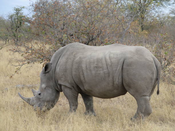 Rhinoceros Rhinoceros kapama reserve stock pictures, royalty-free photos & images