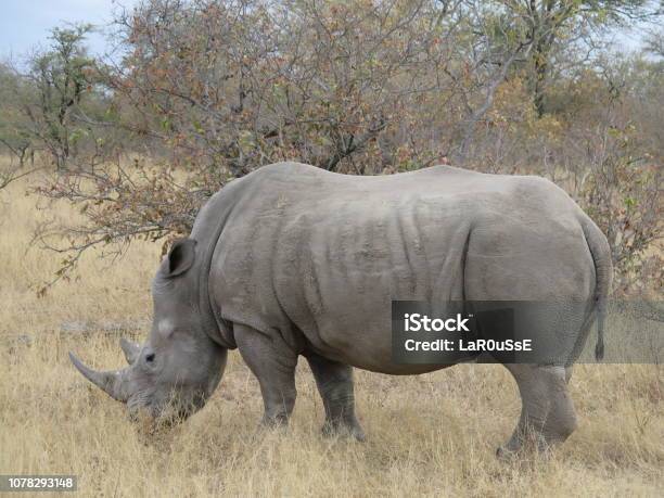 Rhinoceros Stock Photo - Download Image Now - Africa, Animal, Animal Wildlife