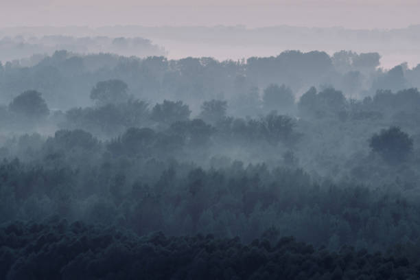 istock Mystical view on forest under haze at early morning. Eerie mist among layers from tree silhouettes in taiga under predawn sky. Atmospheric minimalistic landscape of majestic nature in faded blue tones 1078293350