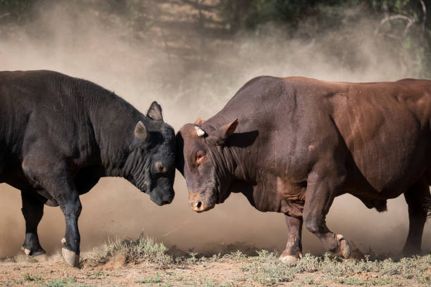 Two large bulls fighting Two large bulls fight against each other in the Karoo dust two cows stock pictures, royalty-free photos & images