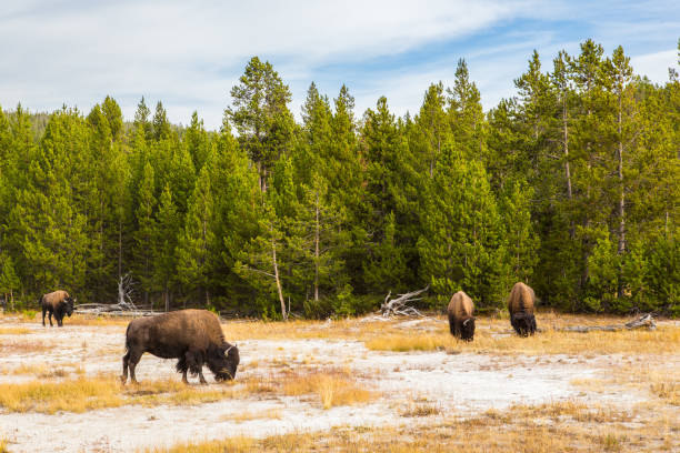 istock Wild Buffalo in Yellowstone 1078297222
