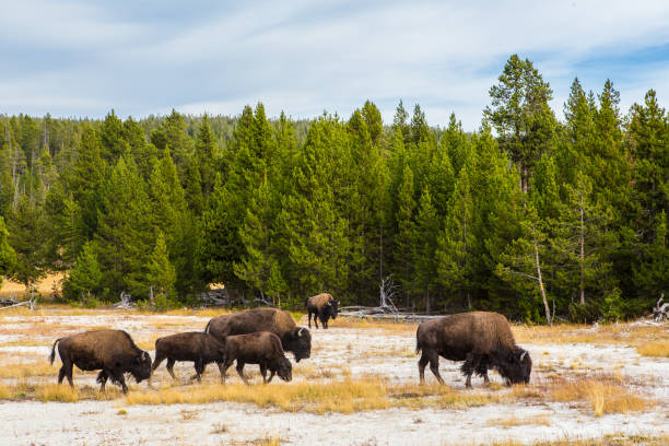 istock Wild Buffalo in Yellowstone 1078297240
