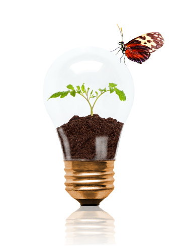 Young seedling growing out of soil inside light bulb with butterfly and copy space. Concept of new life or beginning, environmental conservation, ecology or green movement. Isolated on white background. Images shot separately and then composited in Photoshop (reference images attached).