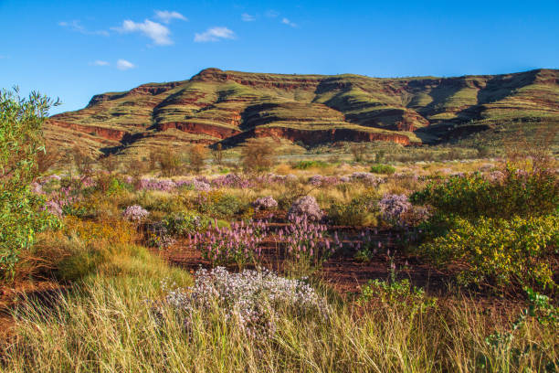 Desert Wildflowers, Karijini National Park, Pilbara,  Western Australia Photographed at Karijini National Park australian wildflower stock pictures, royalty-free photos & images