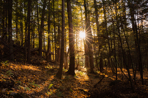 Adirondack Mountains, New York, Sunstar Through Tree, Forest in Fall
