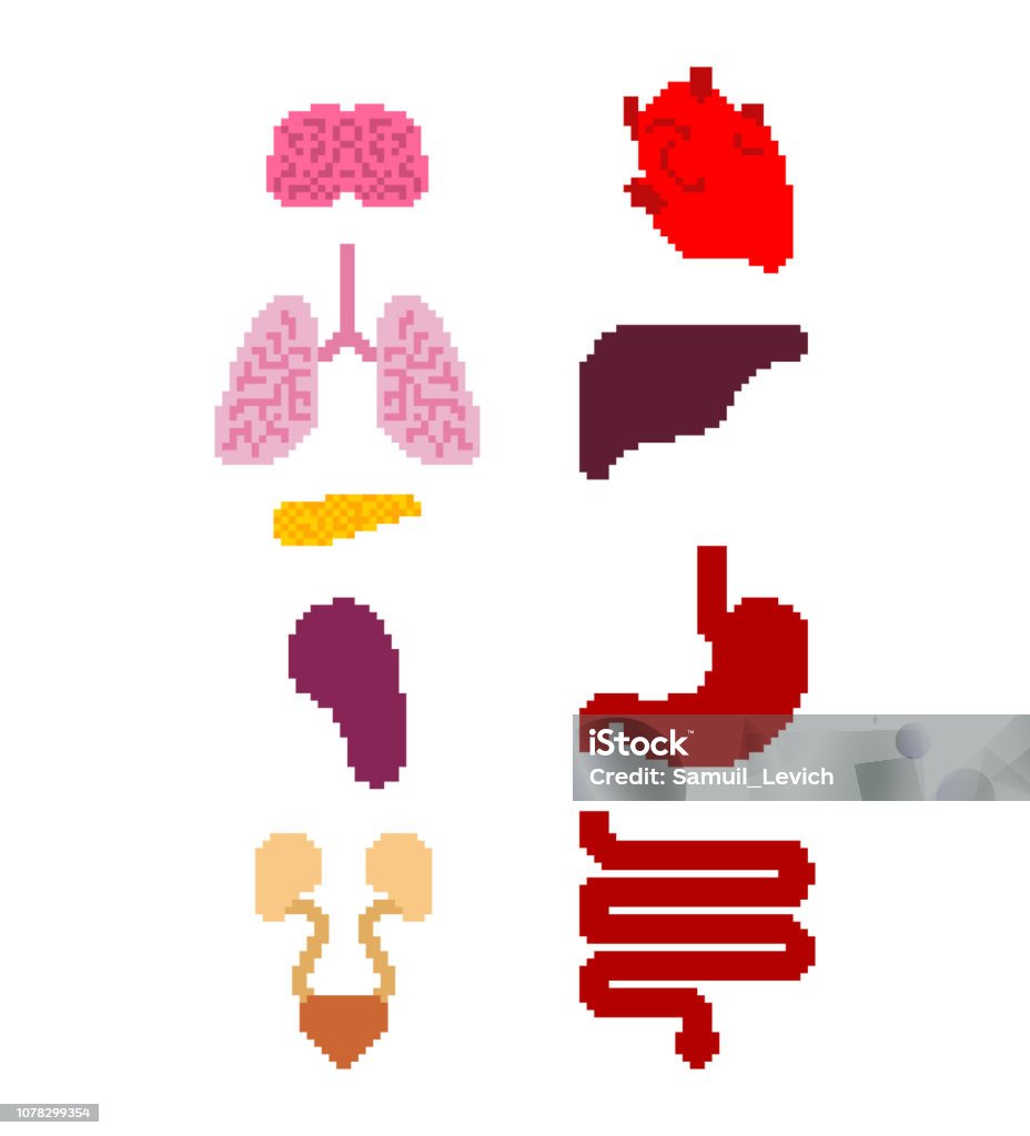 Internal Organ Pixel Art Set 8 Bit Anatomy Of Human Body Heart And