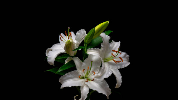 istock Flowering of white lilies 1078300638