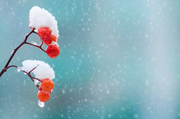 istock Frozen bunch of rowan 1078303474