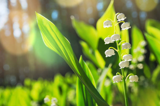 Blooming lilies of the valley in the sunlight