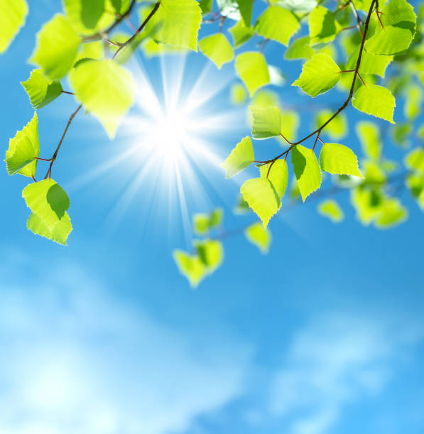 istock Branch of  birch tree against the sky 1078303500
