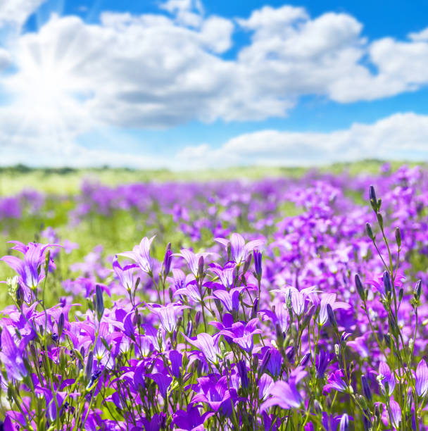 Summer bright scenery. Field of beautiful  flowers bells with  blue sky and clouds. bluebell photos stock pictures, royalty-free photos & images