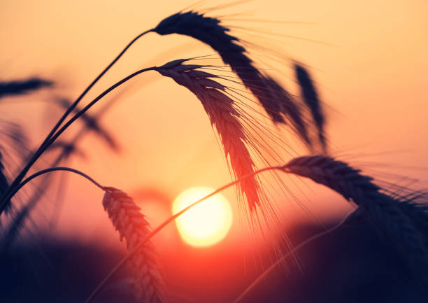istock Spikes in a field close up 1078304620