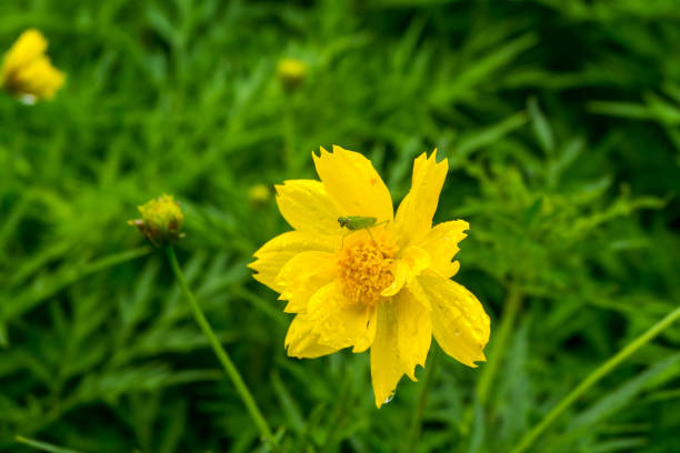 istock Small grasshopper on beautiful yellow flowers is a natural sight. 1078305244