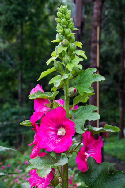 istock Beautiful pink flowers like art created by nature. 1078306574