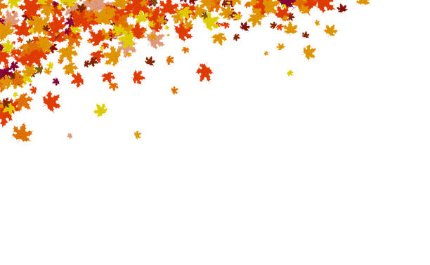 ilustraciones, imágenes clip art, dibujos animados e iconos de stock de otoño de fondo, concepto de acción de gracias, cluster de dispersión las hojas de arce en la ilustración de vector de naturaleza - thanksgiving background