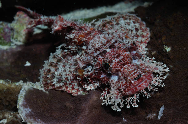 istock Bearded Scorpionfish, Lady Elliot Island, Great Barrier Reef, Australia 1078312068