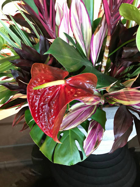 istock Anthurium or Tailflower or Flamingo flower or Laceleaf. 1078314342
