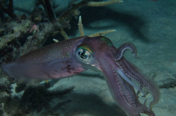 istock Bigfin Reef Squid, Lady Elliot Island, Great Barrier Reef, Australia 1078317318