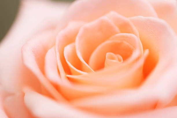 istock close up orange rose flower soft focus. 1078321538