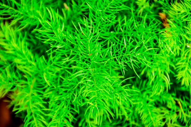 istock Green leaves in the garden. 1078322702