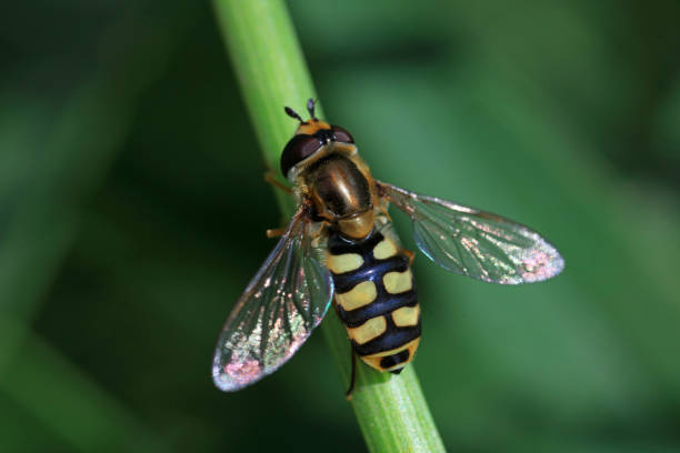 istock Syrphidae on flower in the wild 1078323994