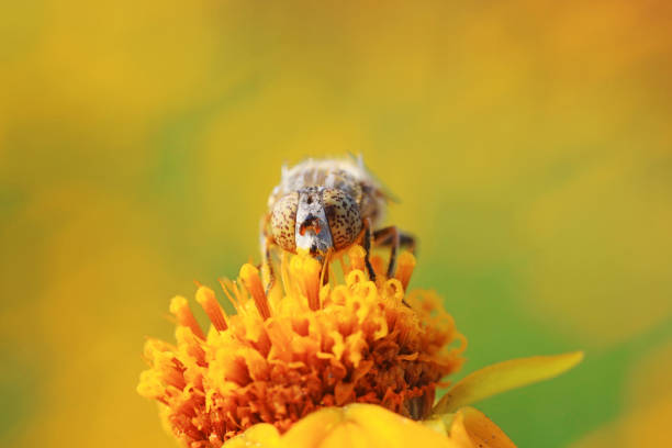 Syrphidae on plant in the wild