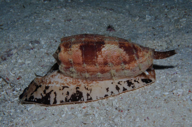 istock Geography Cone, Lady Elliot Island, Great Barrier Reef, Australia 1078324374