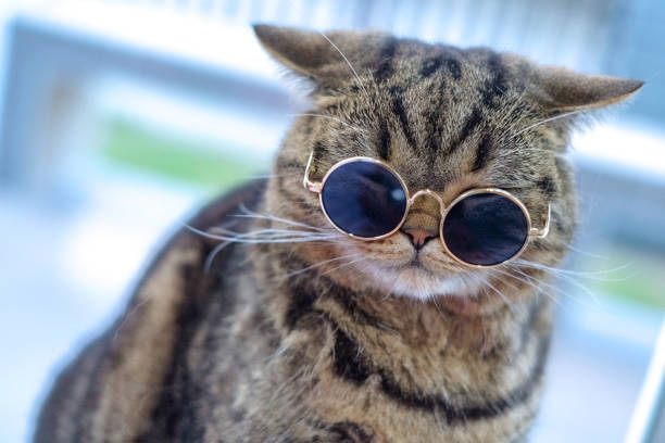 istock Portrait cat closeup cute 1078327926