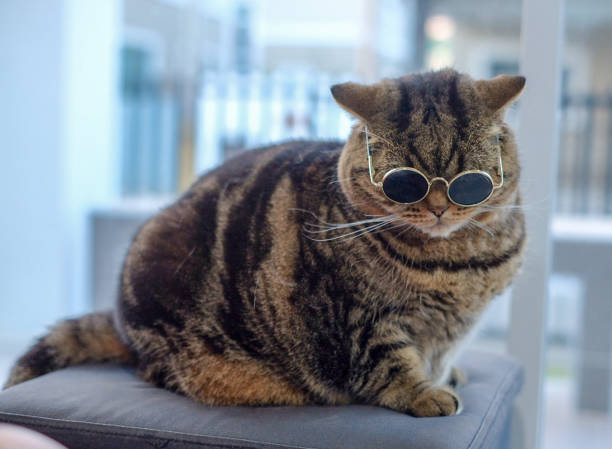 istock Portrait cat closeup cute 1078328194